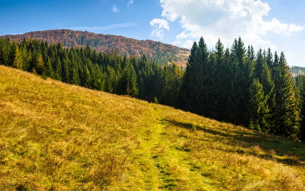 Bosque de abetos en la ladera — Foto de Stock