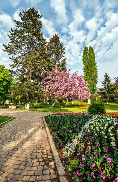 Sakura árvore florescer cidade parque — Fotografia de Stock