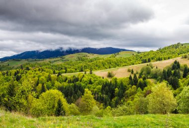 kırsal alanda bir dağ yamaca orman
