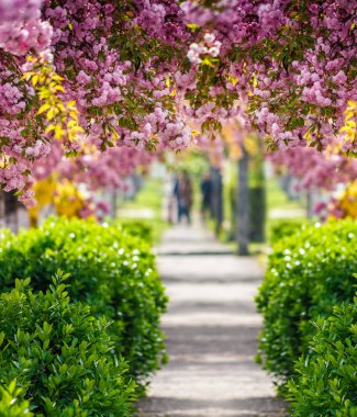 Pembe çiçek sakura çiçek sokak