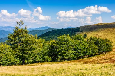 Orman bir dağ tepe tarafında