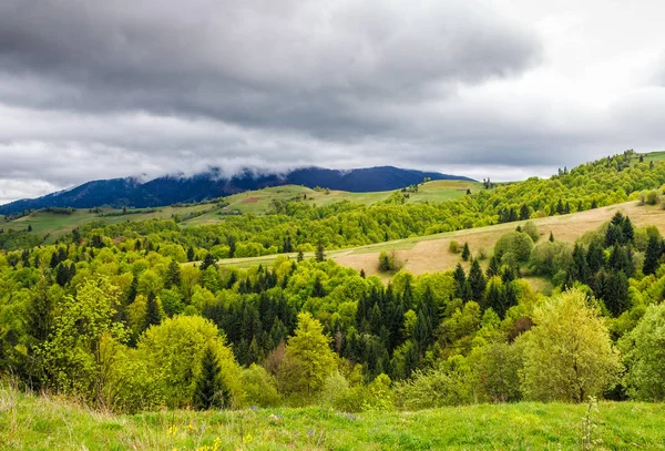 Wald an einem Berghang im ländlichen Raum — Stockfoto