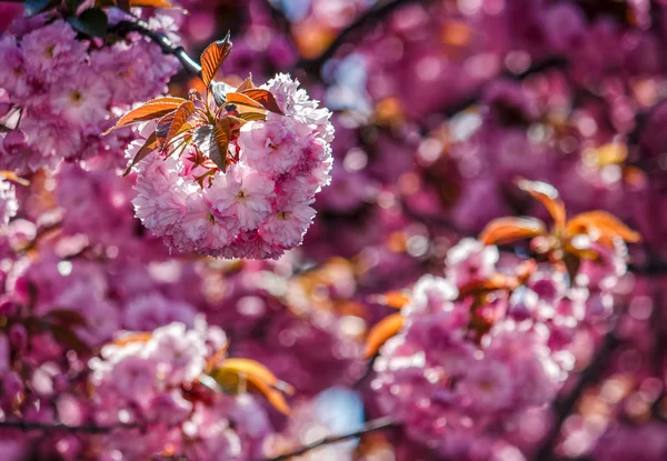 Sakura çiçek çiçek bahar içinde — Stok fotoğraf