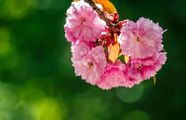 Цветок сакуры расцветает весной — стоковое фото