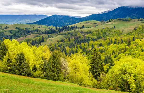 Les na svahu hory ve venkovské oblasti — Stock fotografie