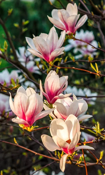 マグノリアの花の花の春 — ストック写真