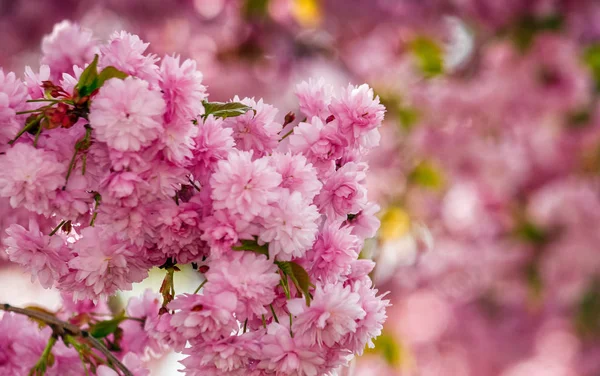 Sakura květinové květy na jaře — Stock fotografie