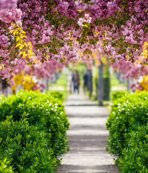 Розовая цветущая улица цветов сакуры — стоковое фото