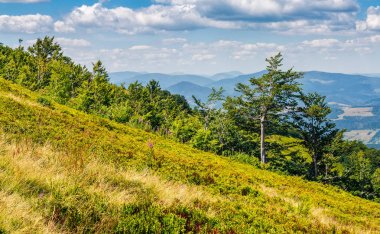 Orman bir dağ tepe tarafında
