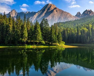 spruce trees near the lake in mountains clipart