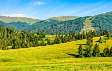 Yaz yatay olarak Ladin ormanı
