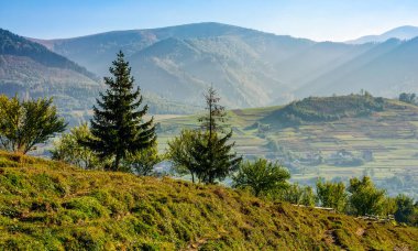 bir dağ tepe tarafında çam ormanı
