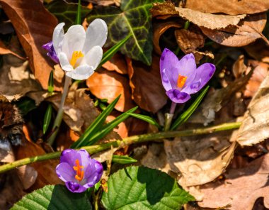 Orman mor bitkisi çiçeği.