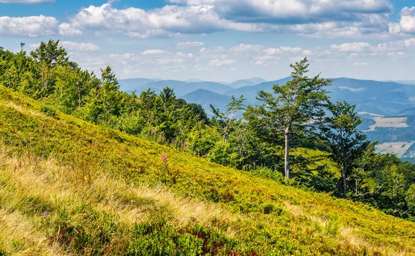 Orman bir dağ tepe tarafında