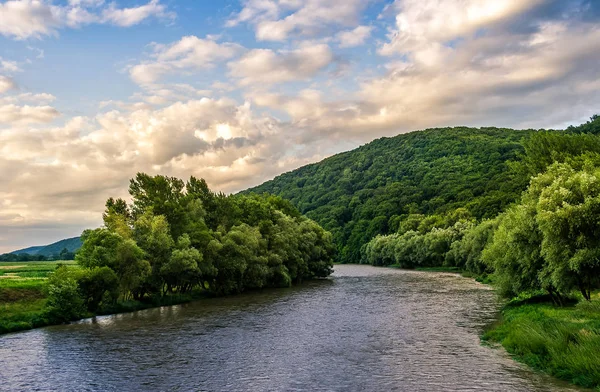 Ormanda su içinde güzel Karpat Dağları arasında nehir