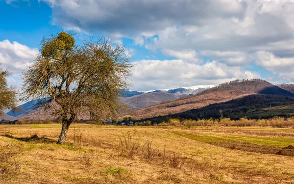 Spring has sprung in rural area — Stock Photo, Image