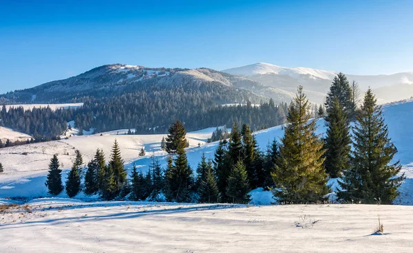 Vuren bos op besneeuwde weide in hooggebergte — Stockfoto