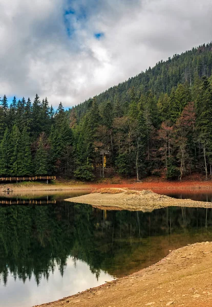 山中湖でのトウヒ林 — ストック写真