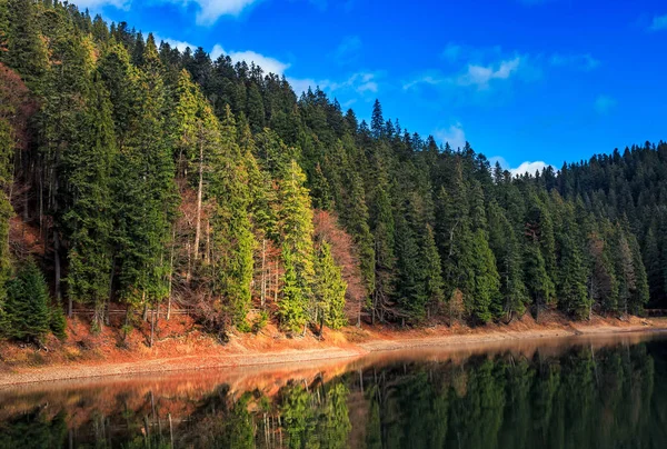 Granskog på sjön i bergen — Stockfoto