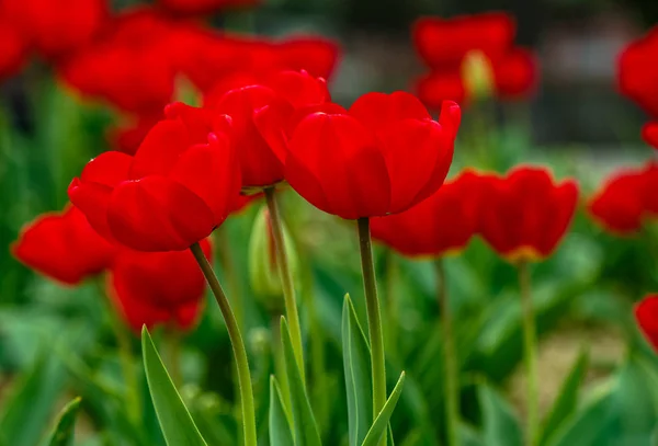 Red tulips on green blurred background — Stock Photo, Image