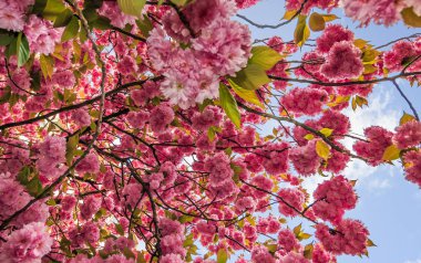 Sakura çiçek çiçek bahar içinde