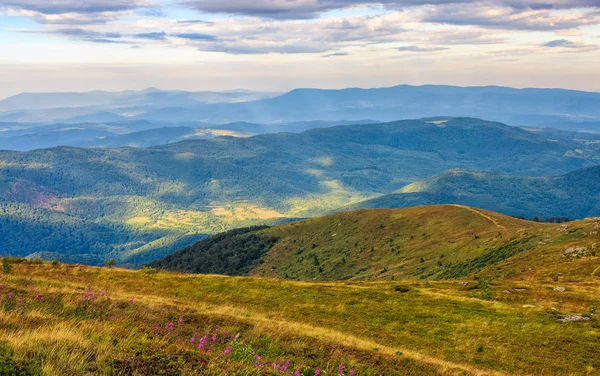 Prado con flores moradas en las montañas — Foto de Stock