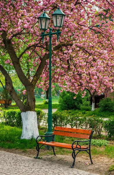 Цветение вишни в городском парке — стоковое фото