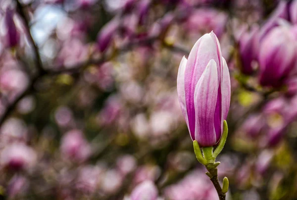 Magnolia flower blossom in springtime — Stock Photo, Image