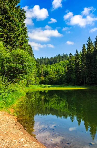 Horské jezero lese — Stock fotografie