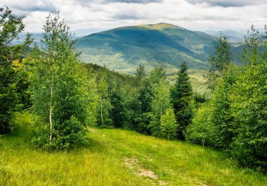 Orman dağlarında bir yamaca çayırda yol