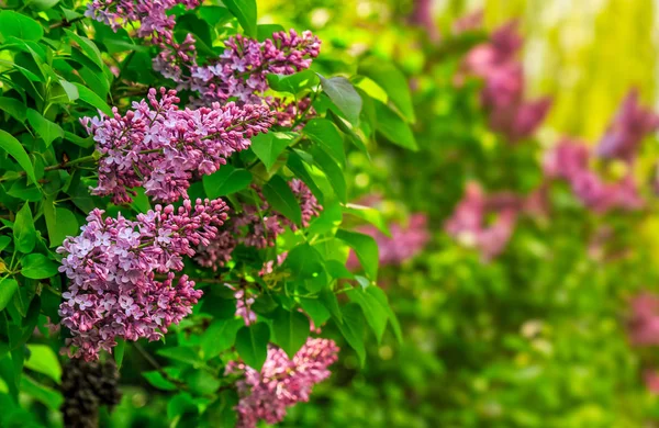 Purple lilac blossom in garden at springtime — Stock Photo, Image