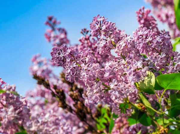 Lila Lila blomma i trädgården på våren — Stockfoto