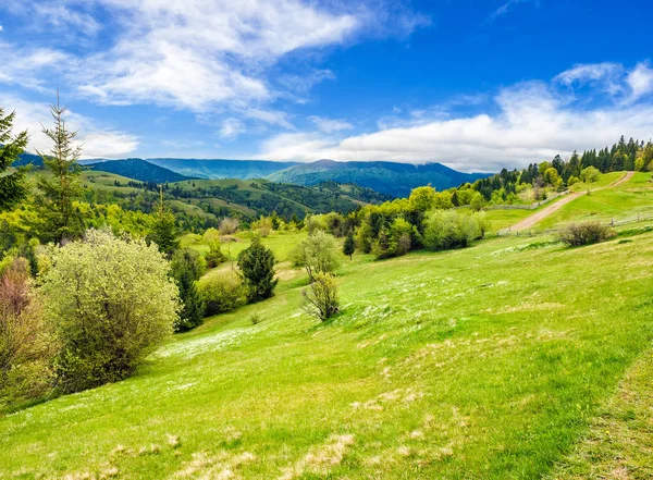 Forest on a mountain hillside in rural area — Stock Photo, Image