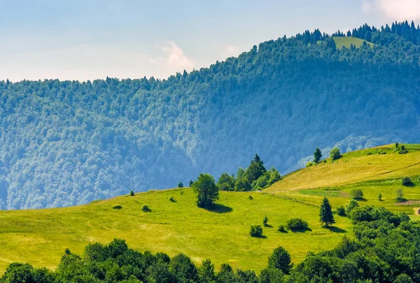Collina erbosa in montagna in estate — Foto Stock