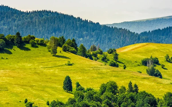 Травянистый склон холма на горе летом — стоковое фото
