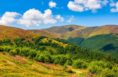 dağ sırtı yamaca otsu çayır