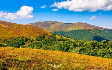 dağ sırtı yamaca otsu çayır