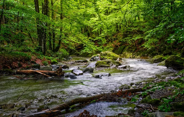 Быстрый поток в зеленом лесу — стоковое фото