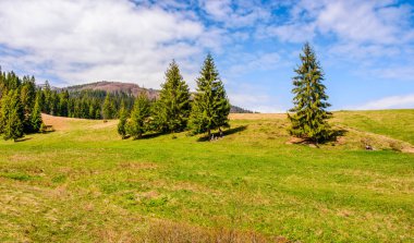 çam ormanı yaz peyzaj