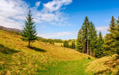bir dağ tepe tarafında çam ormanı