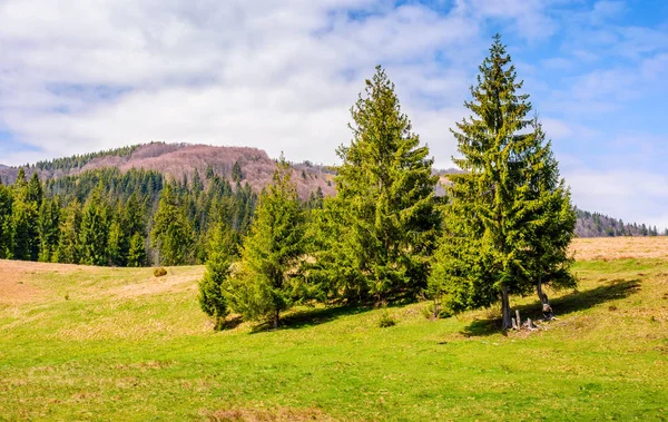 Bosque de abeto en el paisaje de primavera — Foto de Stock