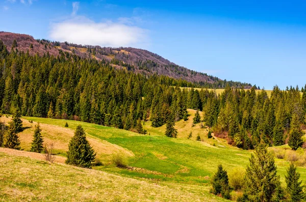 Forest on a mountain hill side — Stock Photo, Image