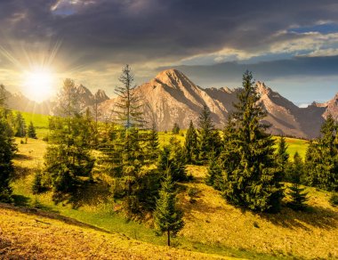gün batımında tatras çimenli yamaca Ladin ormanı