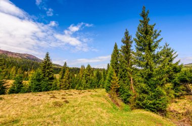 Bahar yatay olarak Ladin ormanı