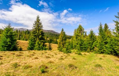 çam ormanı yaz peyzaj