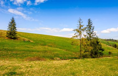 çam ormanı yaz peyzaj