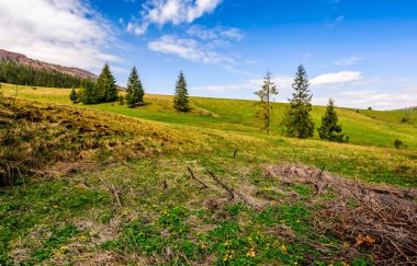 Orman bir dağ tepe tarafında