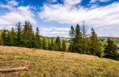 Orman bir dağ tepe tarafında