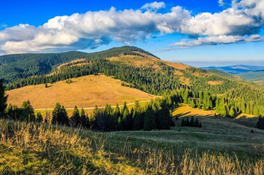Kozalaklı orman klasik Karpat dağ Vadisi manzara