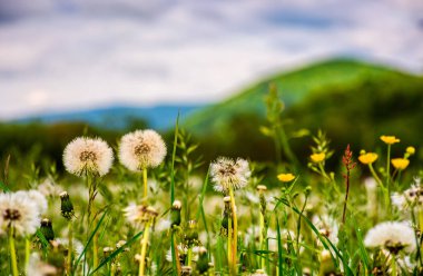 karahindiba alanında dağlar, gündoğumu